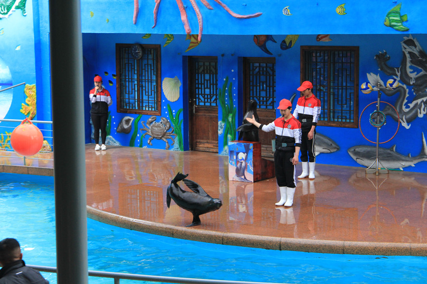 海獅
