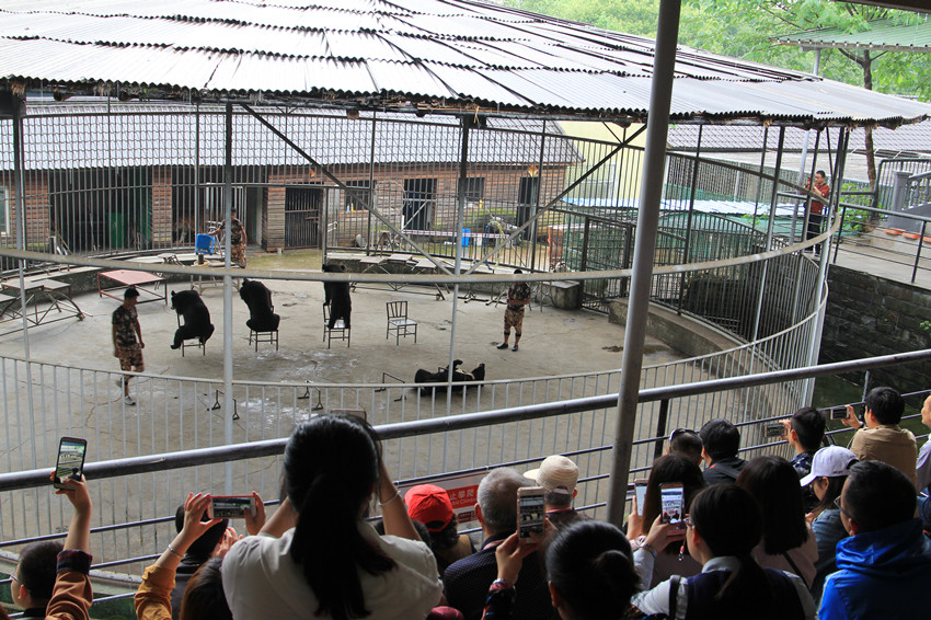 馴獸表演